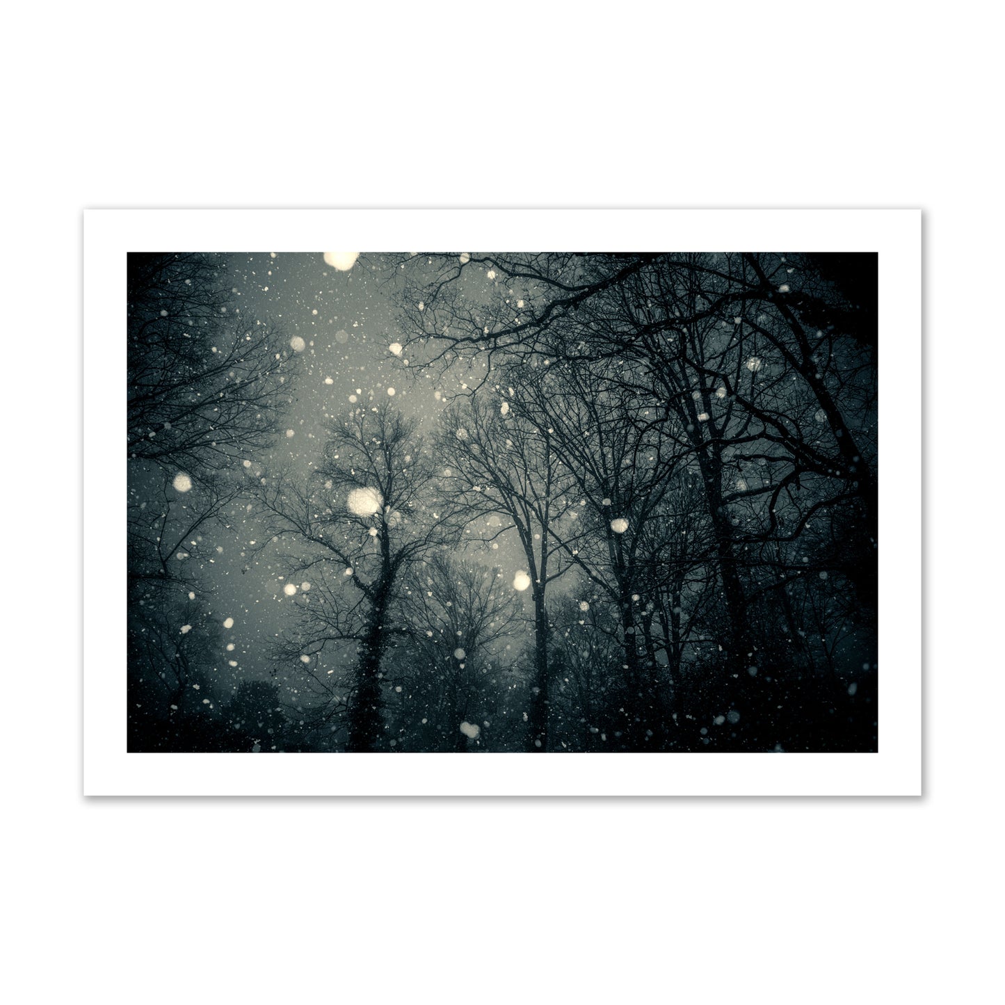 Fine art landscape photograph of a tranquil forest blanketed in falling snow. Archival pigment print, collector size, unframed.