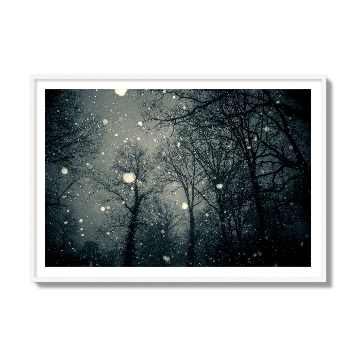 Fine art landscape photograph of a tranquil forest blanketed in falling snow. Archival pigment print, collector size, white frame.