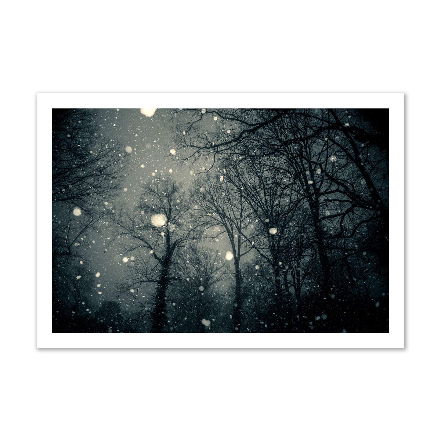 Fine art landscape photograph of a tranquil forest blanketed in falling snow. Archival pigment print, gallery size, unframed.