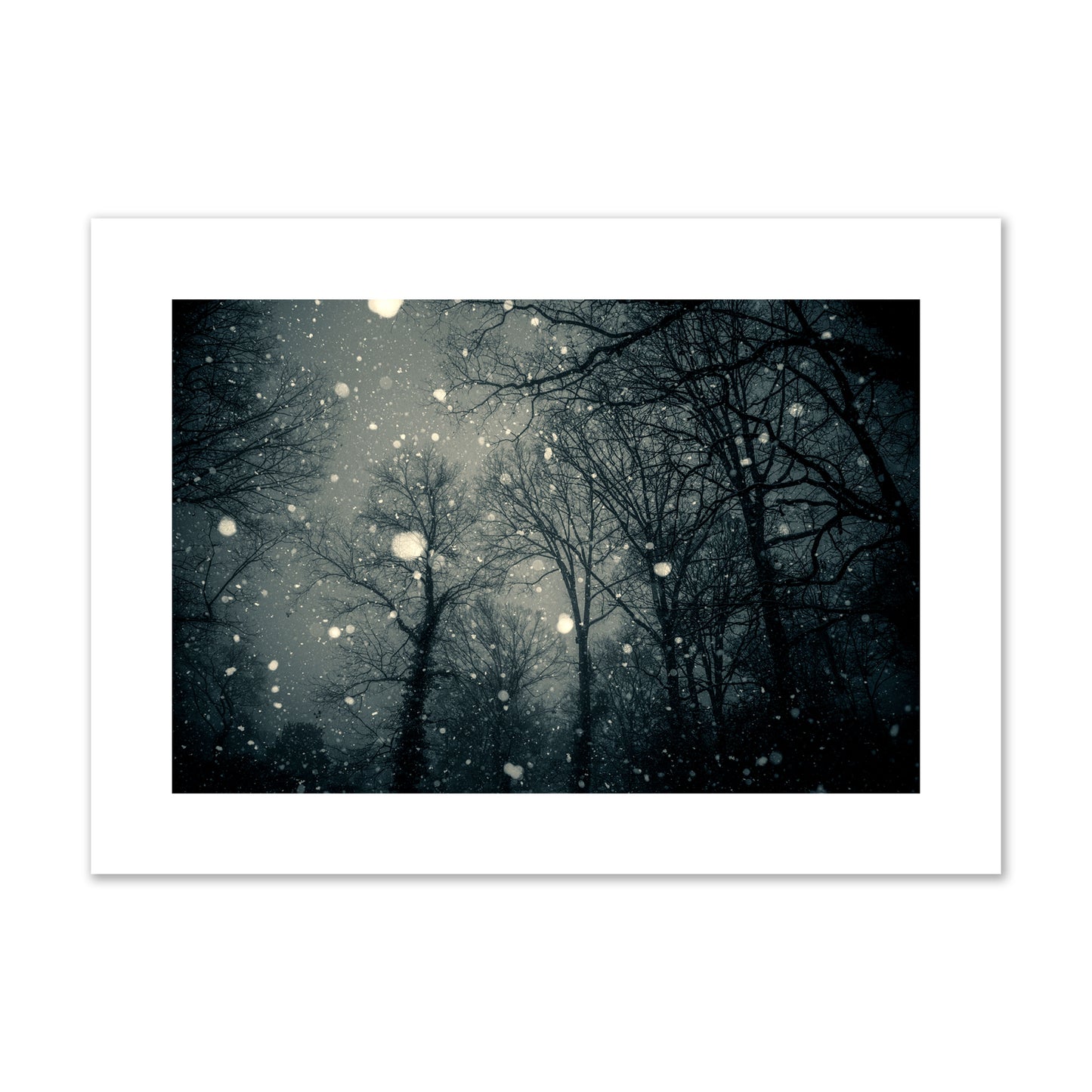 Fine art landscape photograph of a tranquil forest blanketed in falling snow. Archival pigment print, large size, unframed.