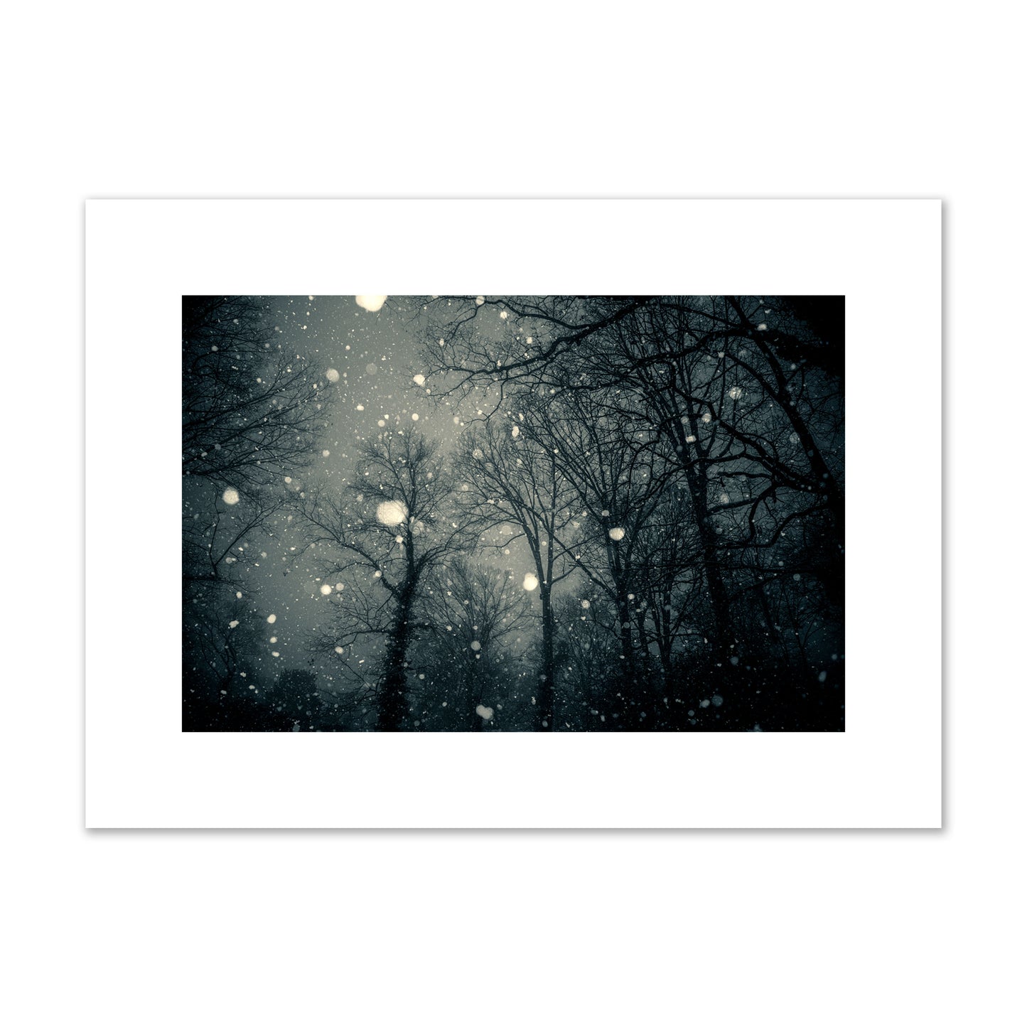 Fine art landscape photograph of a tranquil forest blanketed in falling snow. Archival pigment print, medium size, unframed.