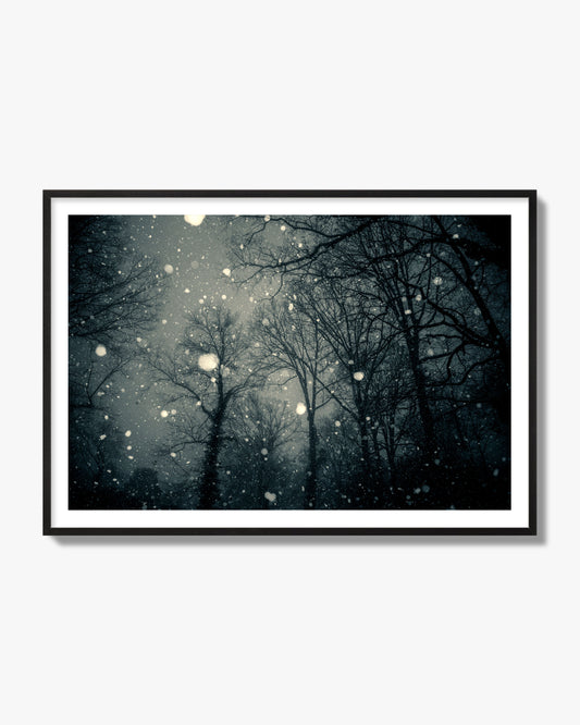 Fine art landscape photograph of a tranquil forest blanketed in falling snow. Archival pigment print, black frame.