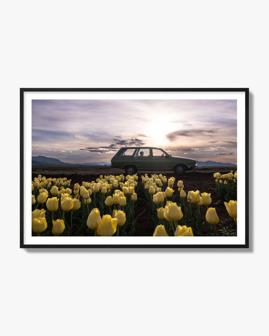 Fine art photograph of a car in a field of yellow tulips with a sunset sky, archival pigment print, black frame.