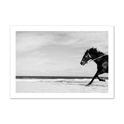 Fine art street photograph of a horse running on the beach. Archival pigment print, collector size, print.