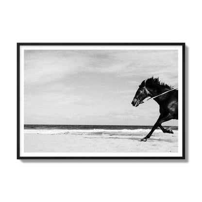 Fine art street photograph of a horse running on the beach. Archival pigment print, gallery size, black frame.