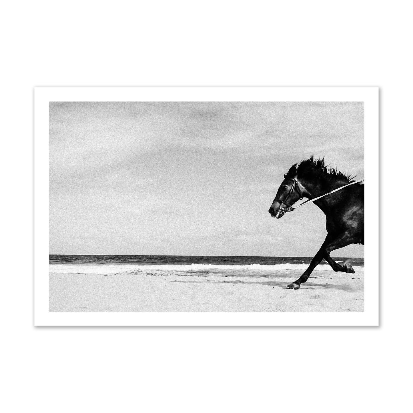 Fine art street photograph of a horse running on the beach. Archival pigment print, gallery size, print.