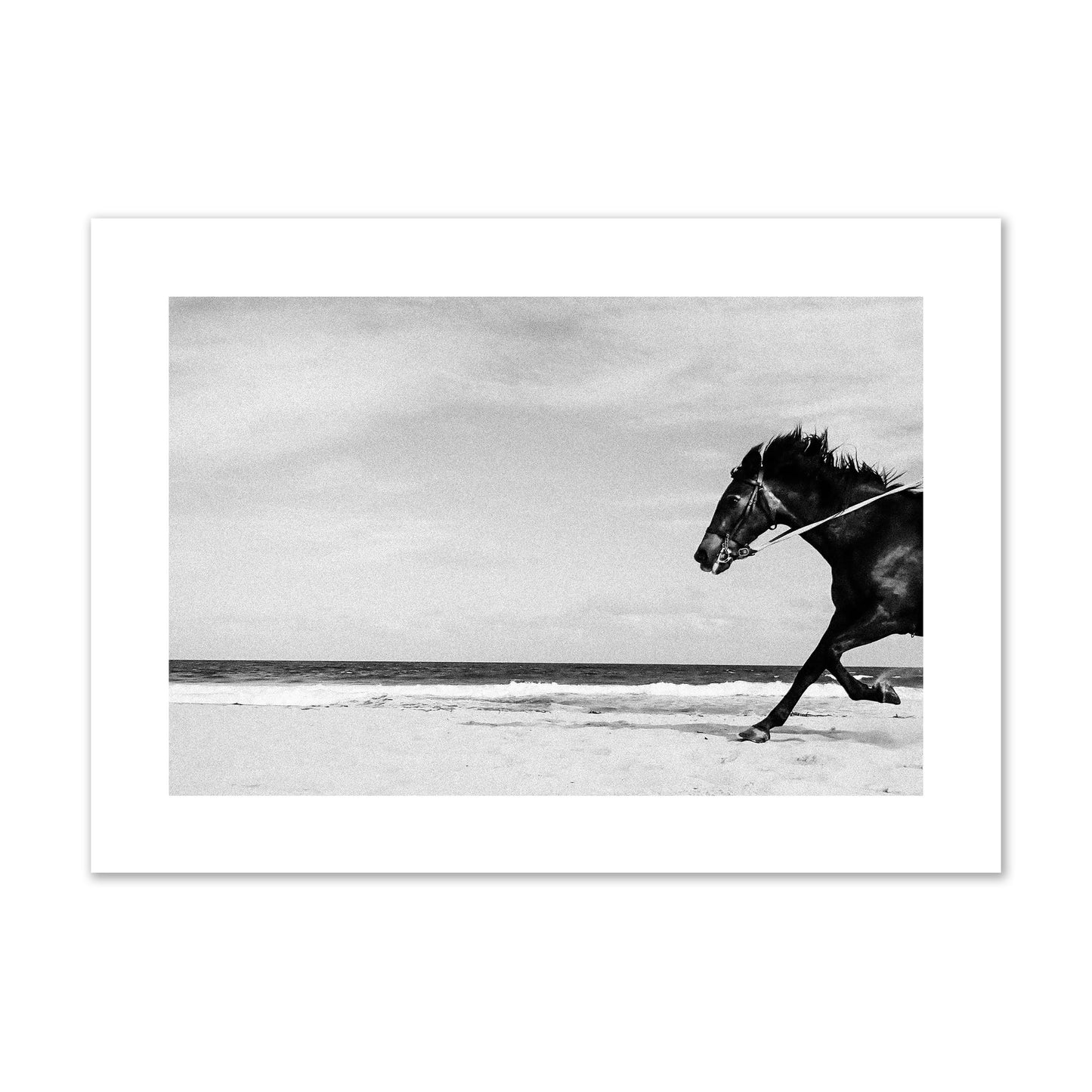 Fine art street photograph of a horse running on the beach. Archival pigment print, giant size, print.