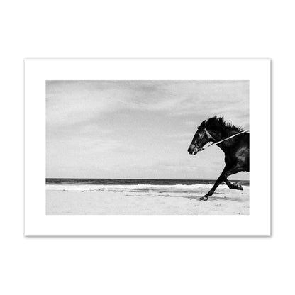 Fine art street photograph of a horse running on the beach. Archival pigment print, giant size, print.