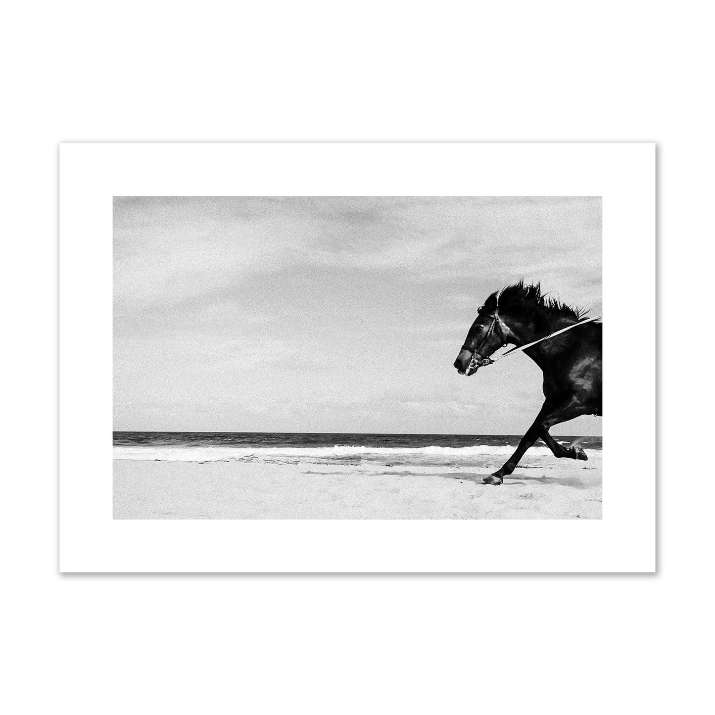 Fine art street photograph of a horse running on the beach. Archival pigment print, large size, print.