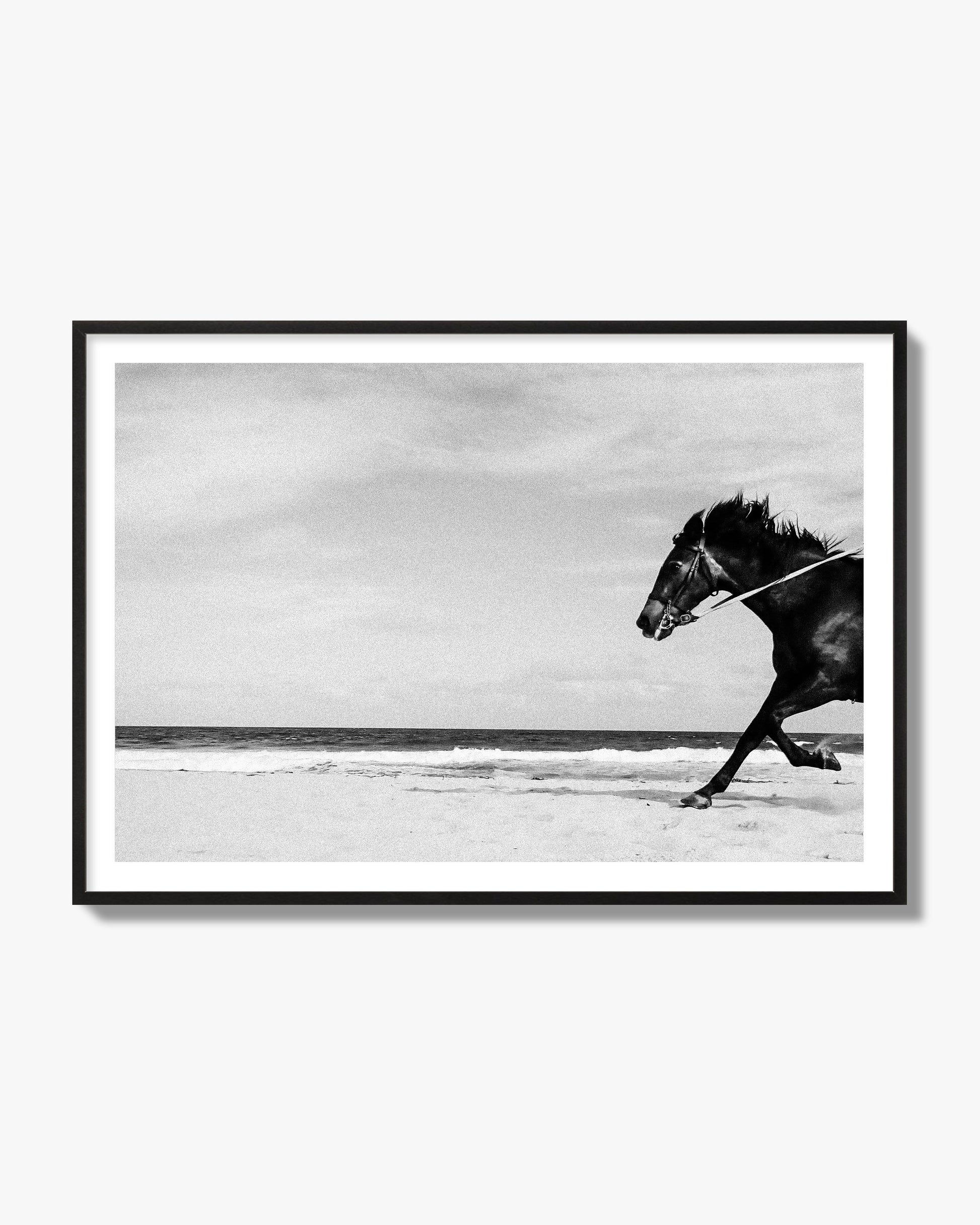 Fine art street photograph of a horse running on the beach. Archival pigment print, black frame.