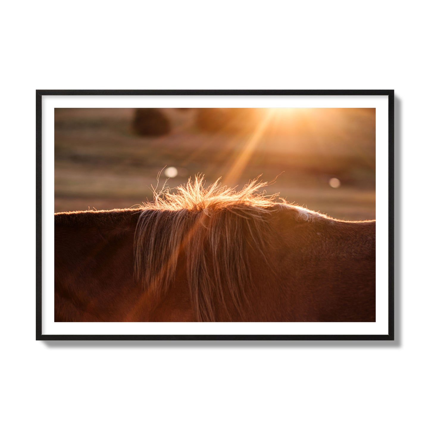 Fine art photo of a ray of light at sunset shining on a horse's mane. Archival pigment print, collector size, black frame.