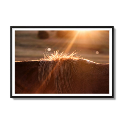 Fine art photo of a ray of light at sunset shining on a horse's mane. Archival pigment print, gallery size, black frame.