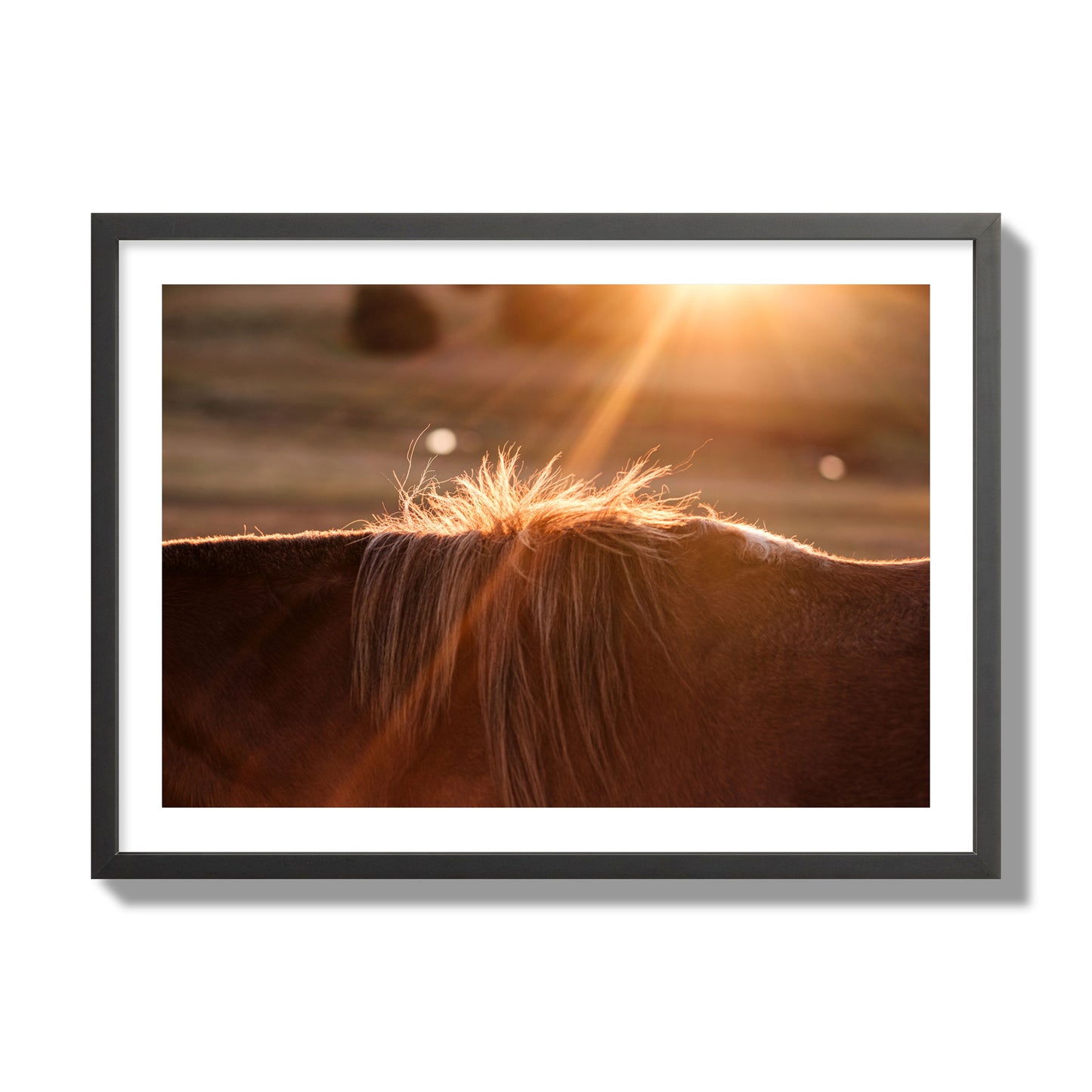 Fine art photo of a ray of light at sunset shining on a horse's mane. Archival pigment print, giant size, black frame.