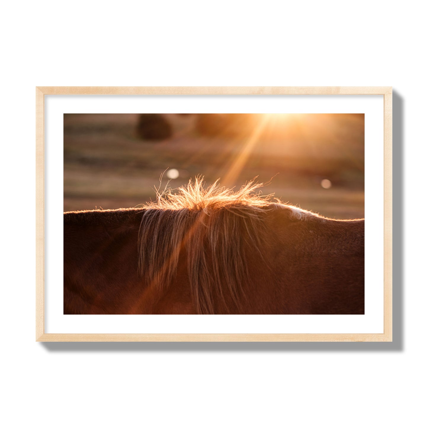 Fine art photo of a ray of light at sunset shining on a horse's mane. Archival pigment print, giant size, natural wood frame.