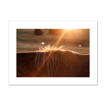 Fine art photo of a ray of light at sunset shining on a horse's mane. Archival pigment print, giant size, print.