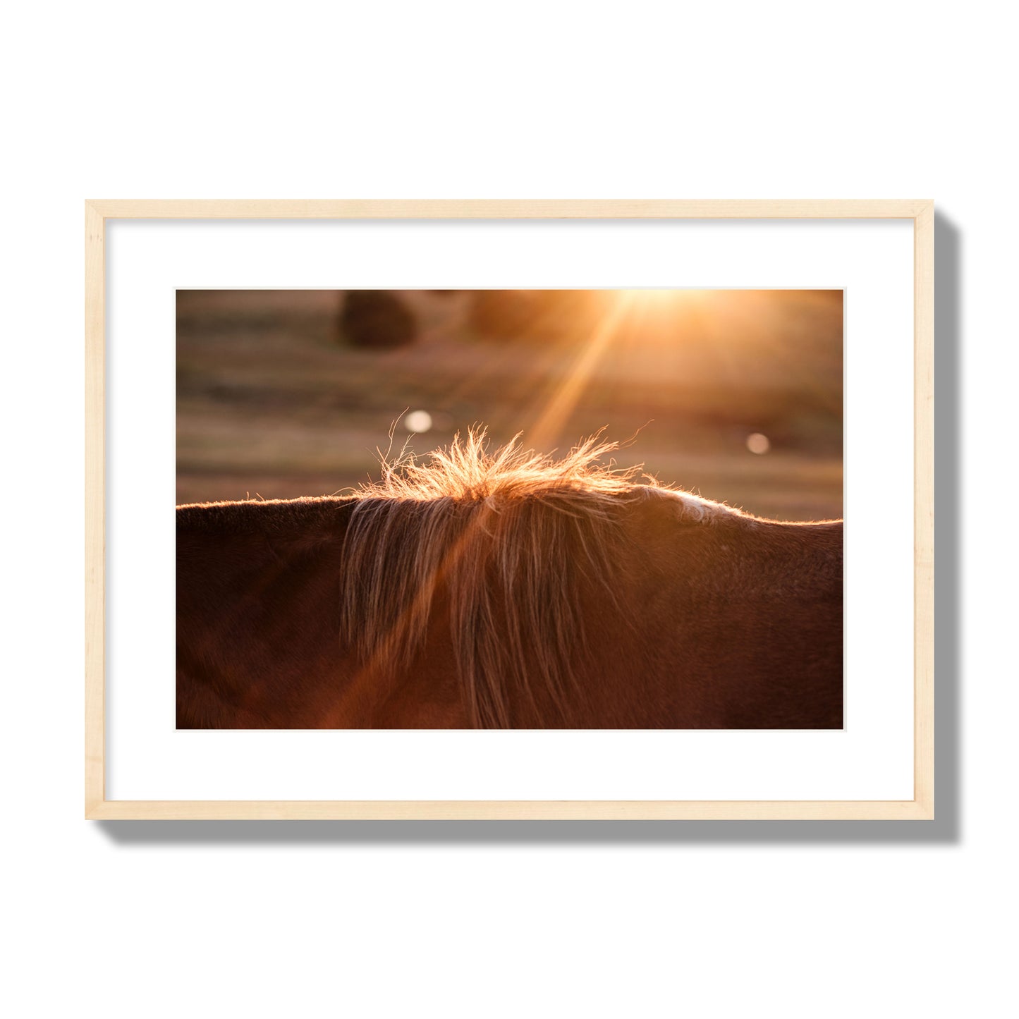 Fine art photo of a ray of light at sunset shining on a horse's mane. Archival pigment print, large size, natural wood frame.