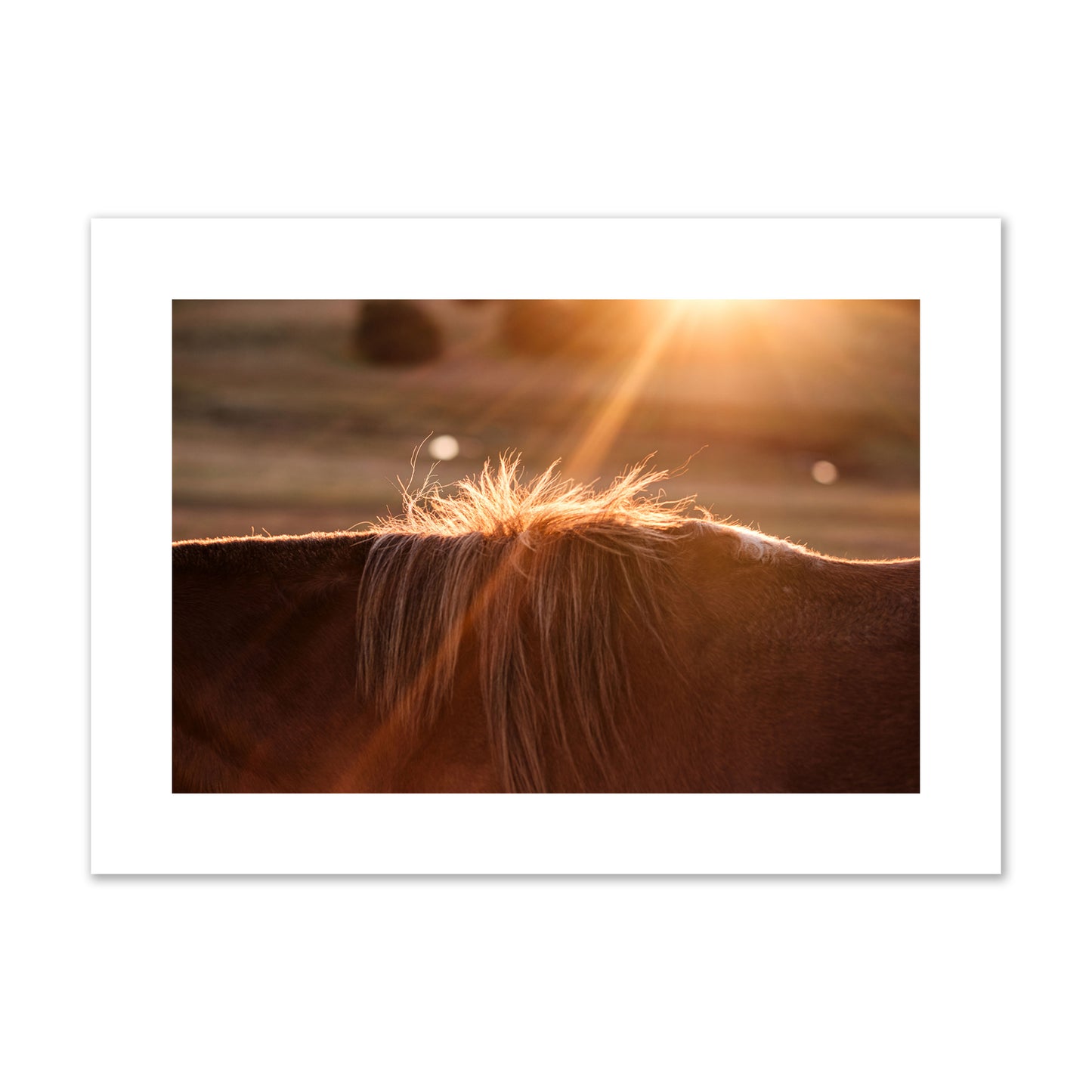 Fine art photo of a ray of light at sunset shining on a horse's mane. Archival pigment print, large size, print.