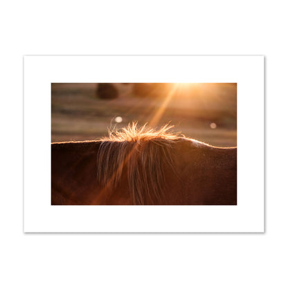 Fine art photo of a ray of light at sunset shining on a horse's mane. Archival pigment print, medium size, print.