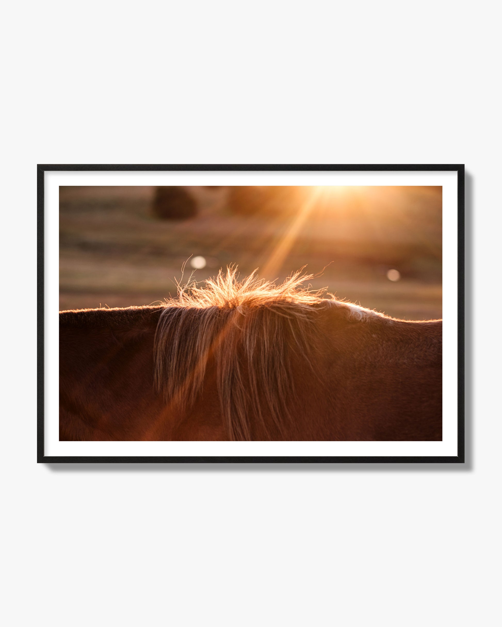 Fine art photo of a ray of light at sunset shining on a horse's mane. Archival pigment print, black frame.