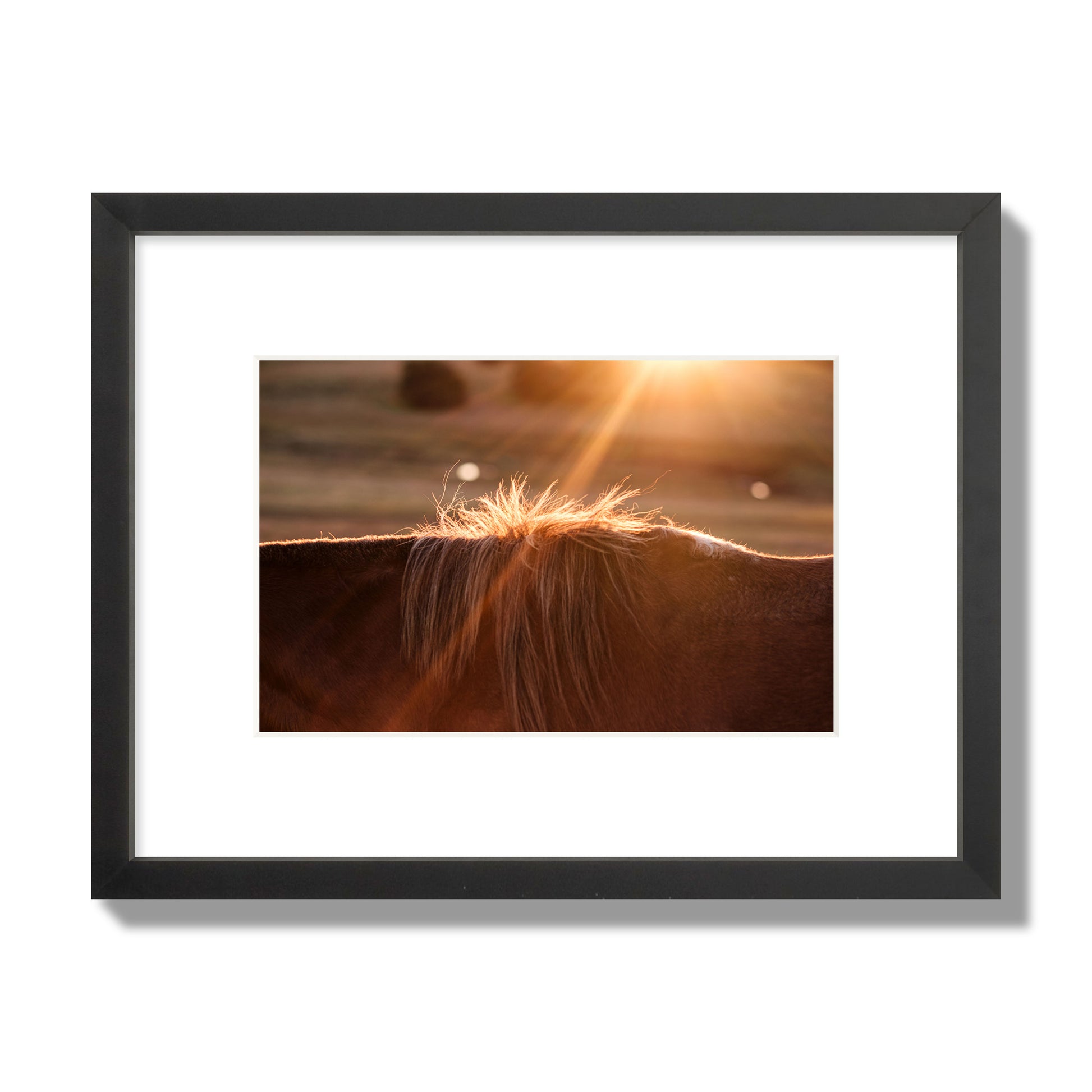 Fine art photo of a ray of light at sunset shining on a horse's mane. Archival pigment print, small size, black frame.