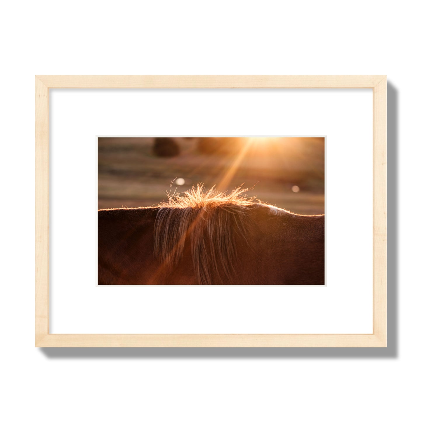 Fine art photo of a ray of light at sunset shining on a horse's mane. Archival pigment print, small size, natural wood frame.