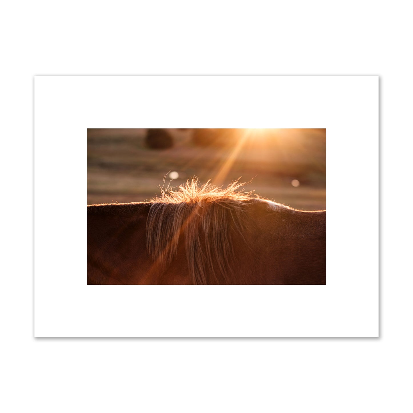 Fine art photo of a ray of light at sunset shining on a horse's mane. Archival pigment print, small size, print.