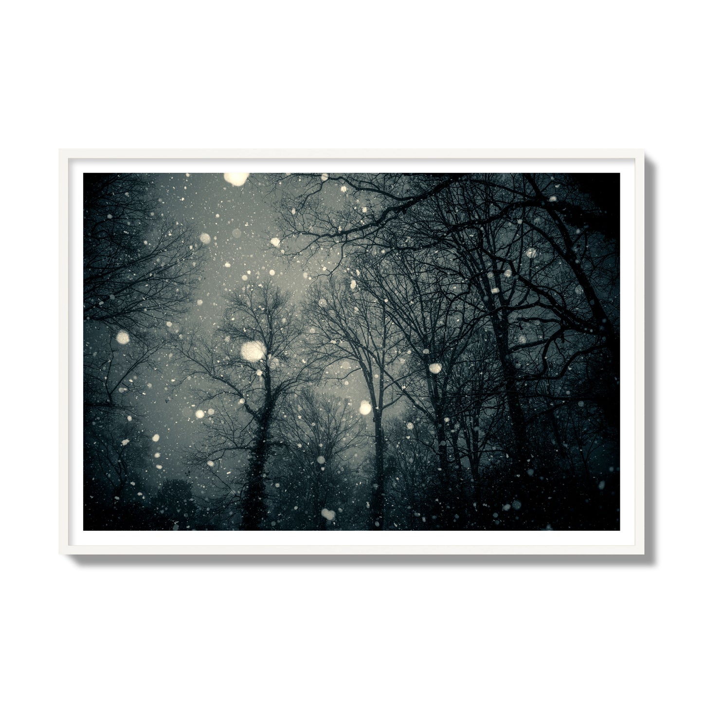 Fine art landscape photograph of a tranquil forest blanketed in falling snow. Archival pigment print, gallery size, white frame.