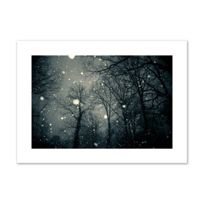 Fine art landscape photograph of a tranquil forest blanketed in falling snow. Archival pigment print, giant size, unframed.