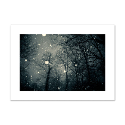Fine art landscape photograph of a tranquil forest blanketed in falling snow. Archival pigment print, large size, unframed.